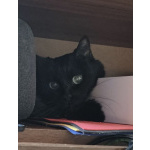 Котик Томас ищет новый дом
