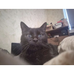 Котик Томас ищет новый дом