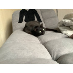 Котик Томас ищет новый дом