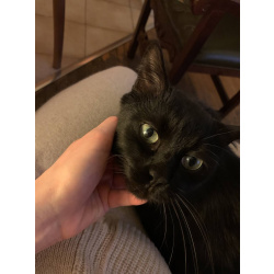 Котик Томас ищет новый дом