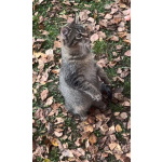 Одам котят в хорошую, добрую семью.