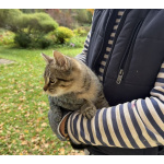 Одам котят в хорошую, добрую семью.