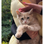 Одам котят в хорошую, добрую семью.