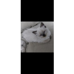 Котёнок Невская маскарадная