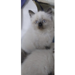 Котёнок Невская маскарадная