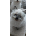 Котёнок Невская маскарадная