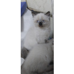 Котёнок Невская маскарадная