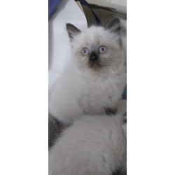 Котёнок Невская маскарадная