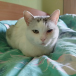 Подарите кошке Симе новый дом!