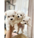 Продам щенят мальтийской болонки МАЛЬТЕЗЕ