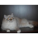 Сибирский (невский маскарадный) котик Томас