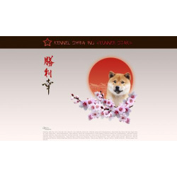 Щенки СИБА ИНУ – ШИБА ИНУ – SHIBA INU