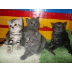 Продам Шотландских котят. в Прокопьевске