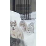 Снежные псы
