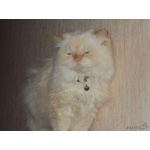Вязка персидский котик