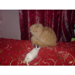 Персидский кремовый кот на вязку