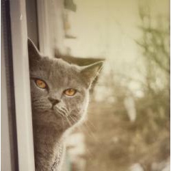 Вязка молодого британского серо-голубого кота