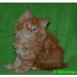 котята мейн-кун