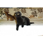 Шотландские котята черного окраса