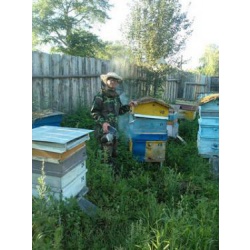 Продаю сильных пчел (готовый бизнес)