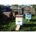 Продаю сильных пчел (готовый бизнес)