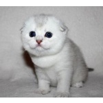 Серебристый тикированный кот скоттиш-фолд