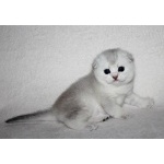 Серебристый тикированный кот скоттиш-фолд
