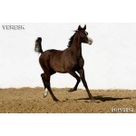 Лошади на продажу, арабский жеребчик Вереск 2012 г