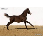 Лошади на продажу, арабский жеребчик Вереск 2012 г