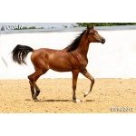 Лошади на продажу, арабский жеребчик Водан 2011 г.