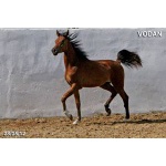 Лошади на продажу, арабский жеребчик Водан 2011 г.