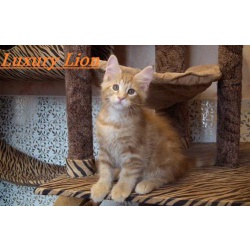 Огненный лев котик мейн-кун LUXURI LION