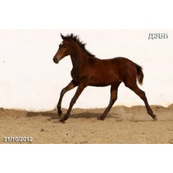 Лошади на продажу, кобылка Дэби 2012 г. р.