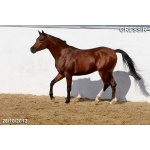 Лошади на продажу, арабский жеребчик Грэссир 2010