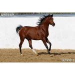 Лошади на продажу, арабский жеребчик Грэссир 2010