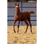 Лошади на продажу, арабский жеребчик Гамгар 2012 г