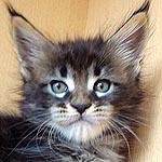 Великолепные котята породы мейн-кун