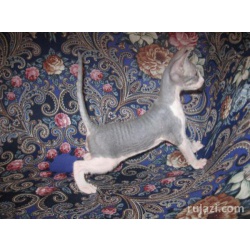 Продам котят донского сфинкса (котята донского сфинкса недорого) - Екатеринбург