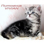 Британские мраморные котята из питомника VIVIAN.