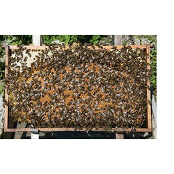 Продаю пчелопакеты из Краснодарского края