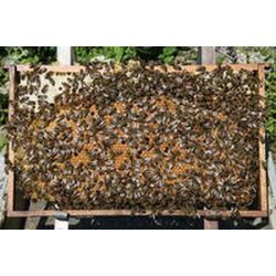 Продаю пчелопакеты из Краснодарского края