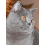 Голубой шотландский кот приглашает на вязку