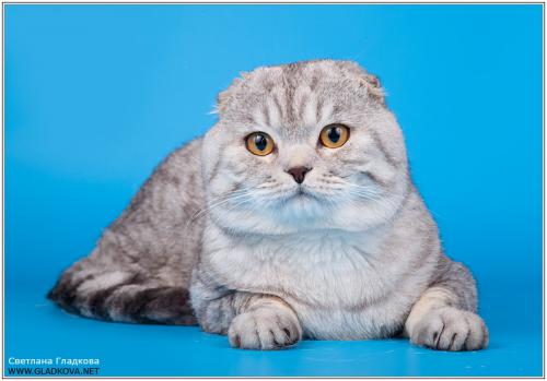 Вислоухий кот для вязки купить 6000 руб. г. Зеленоград №21558 - птичий  рынок ЭКЗОТИКА