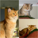 Элитные котята - серебряные шиншиллы