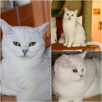 Элитные котята - серебряные шиншиллы