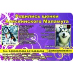 Щенок аляскинского маламута (девочка) - с документами РКФ