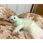 В дар белоснежный котик Милан!