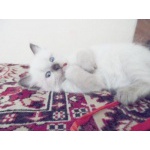 Невские Маскарадные котята окраса сил-пойнт