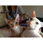 Котята донских сфинксов!
