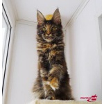 Мейн-кун котята от Чемпиона Мира